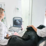 fotos veterinário popular em cotia