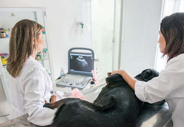 ultrassom veterinário popular em cotia